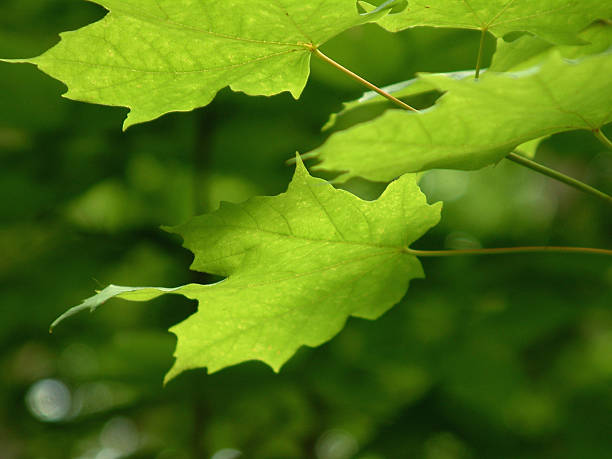 Maple stock photo