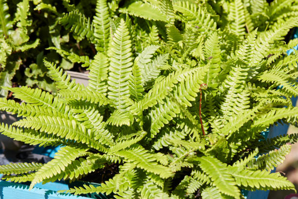 istock Asplenium scolopendrium, dwarf fern with green leaves in spring sunlight 1811560805