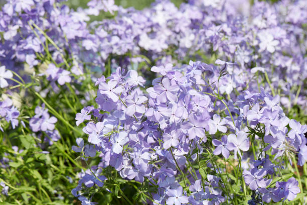 istock Pale purple flowers texture background in spring, sunlight 1811561356