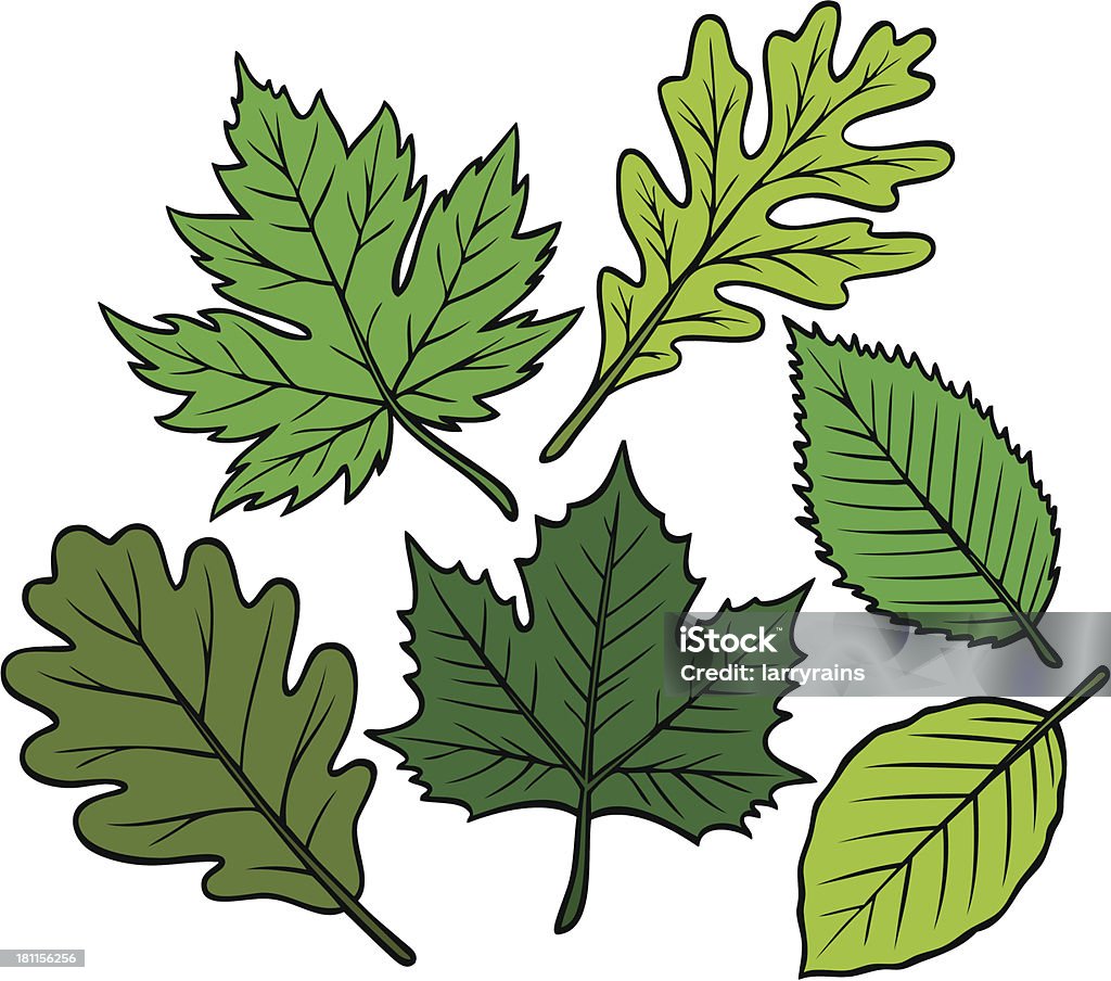 Spring Blatt-Kollektion - Lizenzfrei Ahornblatt Vektorgrafik