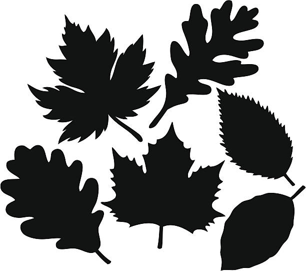 잎 컬레션 - maple leaf maple tree maple leaf stock illustrations