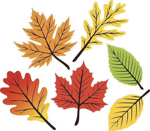 kolekcja retro leaf - elm tree obrazy stock illustrations
