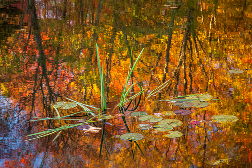 Plants in lake with fall color reflection