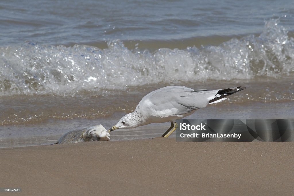 Ring-billed Gull Feeding on a Washed Up Carp Ring-billed Gull (Larus delawarensis) Feeding on a Carp Washed Up On the Beach - Pinery Provincial Park, Ontario Animal Stock Photo