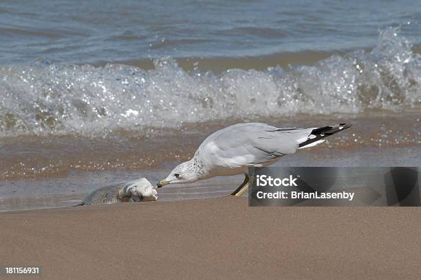 Ringbilled Gull Feeding On A Washed Up Carp Stock Photo - Download Image Now - Animal, Animal Wildlife, Animals Hunting