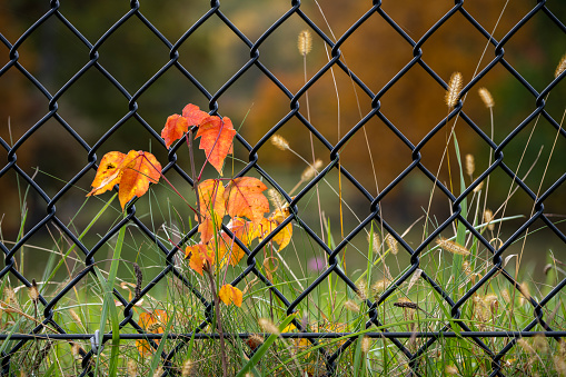 Orange leaves on fence