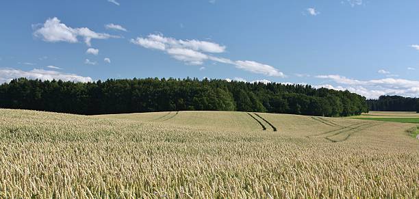 istock Landscape in Bavaria 181156983