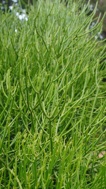 euphorbia tirucalli w ogrodzie - chloroplasty zdjęcia i obrazy z banku zdjęć