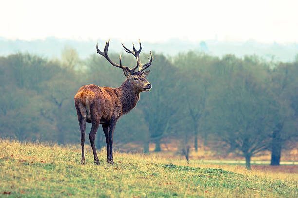 Male Red Deer Male Red Deer standing in natural reserve, Richmond Park fallow deer photos stock pictures, royalty-free photos & images