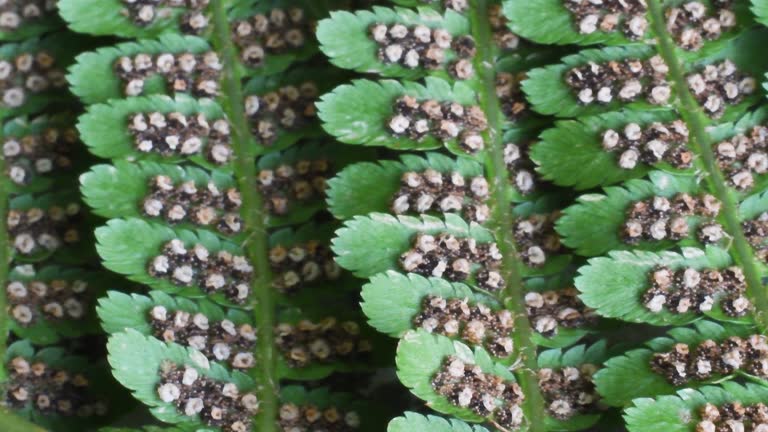 Fern sporangia, underside of leaf