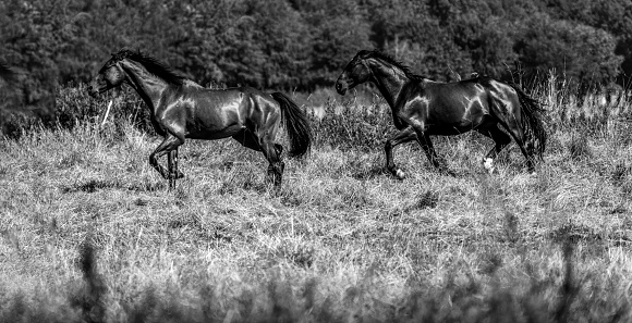 horses running free in a meadow, resting or grazing on grass