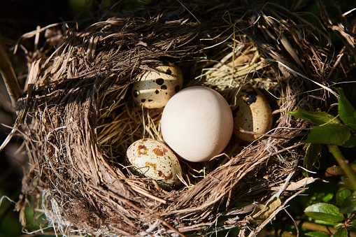 Three eggs and one big one in a bird's nest. The concept of the cuckoo's nest. Planted someone else's.