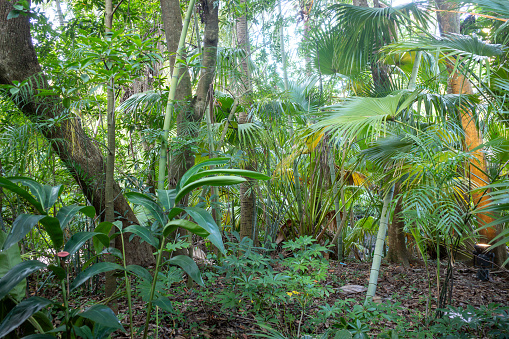 Tropical Jungle with Palms, bamboo and dense forest.