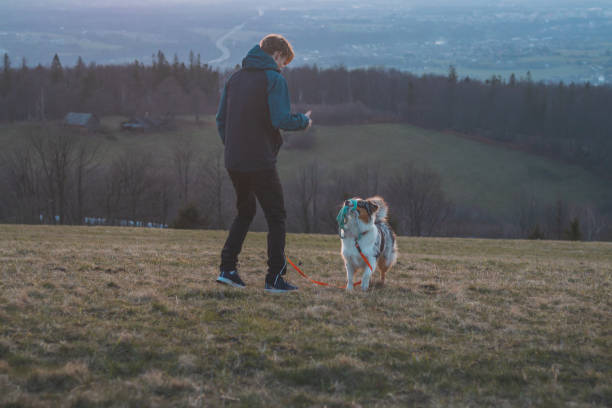 istock Young cynologist, a dog trainer trains a four-legged pet Australian Shepherd in basic commands using treats. Love between dog and human 1811586895