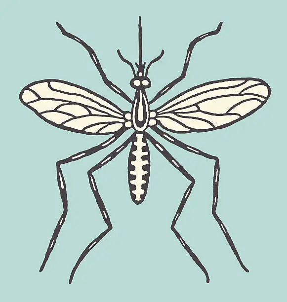 Vector illustration of Large Mosquito