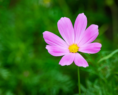 A blooming Cosmos Cav flower with pink petals.
