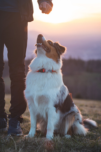 Young cynologist, a dog trainer trains a four-legged pet Australian Shepherd in basic commands using treats. Love between dog and human.