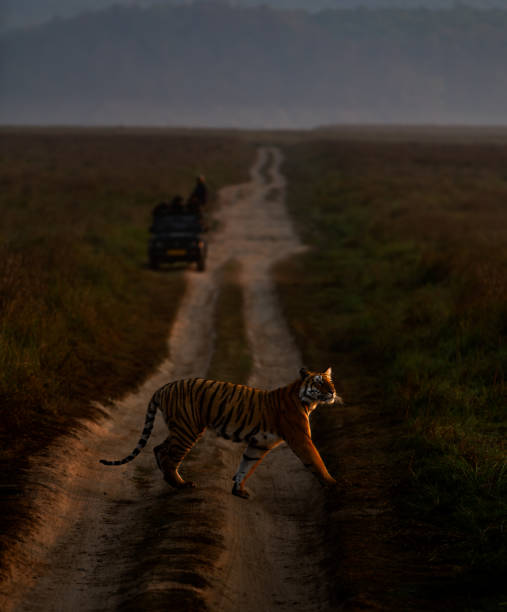 istock Royal bengal tiger in twilight 1811588695