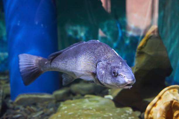 istock Fish from the Black Sea. Aquarium with wild animals. 1811589839