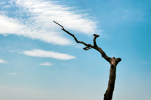 A dead branch with the sky as a background.