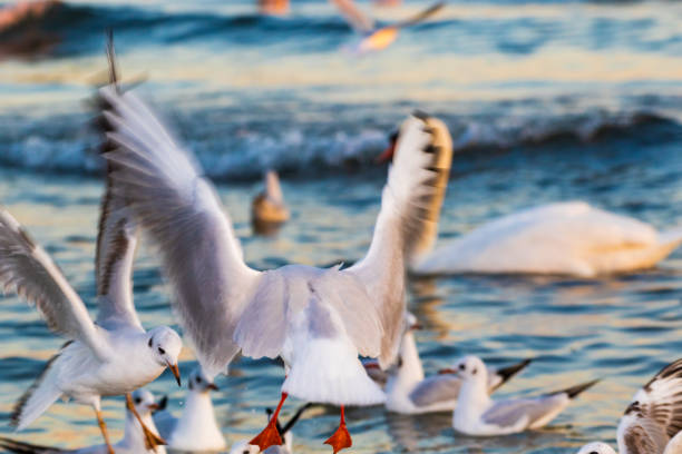 Seagulls birds circle over a foaming  Black Sea over flock of birds floating on water surface,Varna beach,Bulgaria