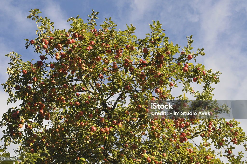 Jabłka na drzewo - Zbiór zdjęć royalty-free (Bez ludzi)