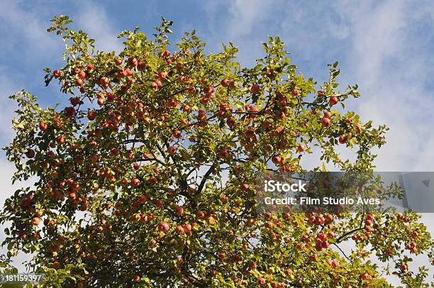 Jabłka Na Drzewo - zdjęcia stockowe i więcej obrazów Bez ludzi - Bez ludzi, Bezchmurne niebo, Czerwony