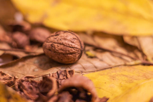 Beautiful autumn still life. Walnuts for making tea.