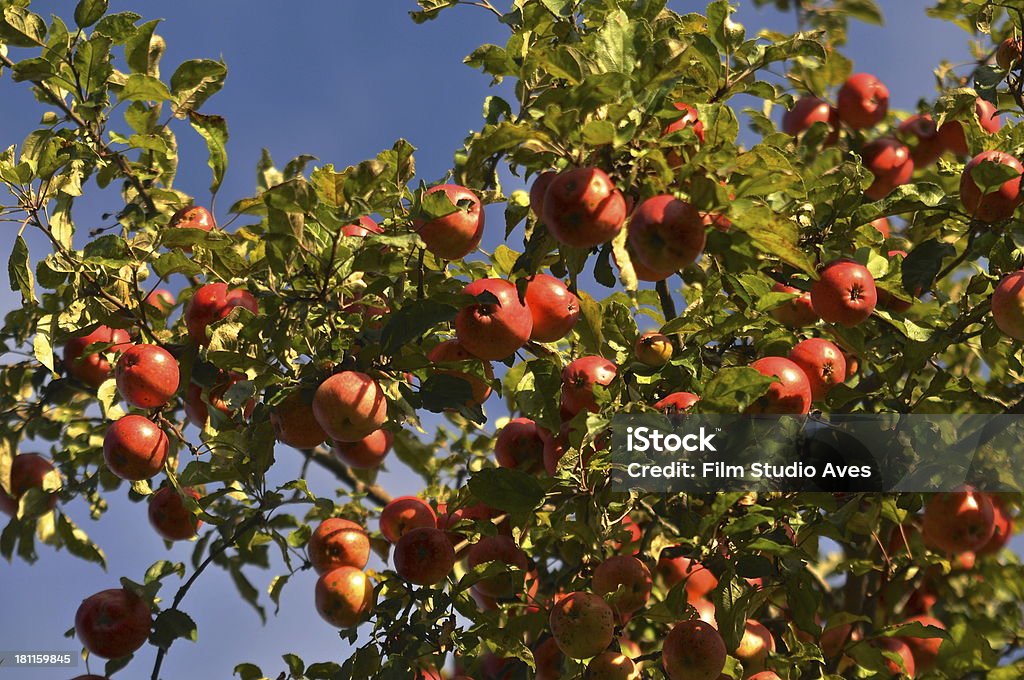 Pommes sur une branche - Photo de Agriculture libre de droits
