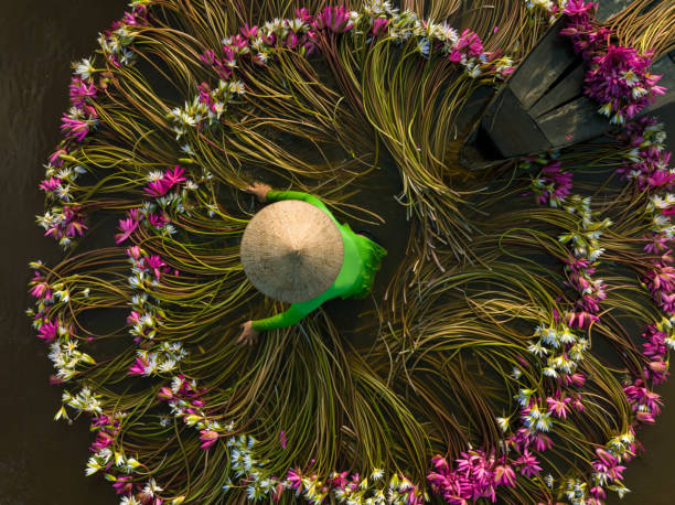 Drone view women is harvesting water lily in Moc Hoa - Long An province, south west Vietnam