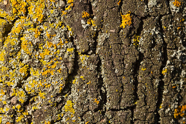 bark texture stock photo