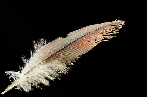 bird feather bird feather individual with comfortable scence bristle animal part photos stock pictures, royalty-free photos & images