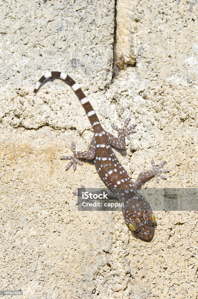 Gecko przylegających - Zbiór zdjęć royalty-free (Bliski)