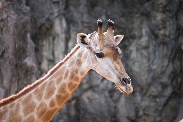 istock close up head of giraffe 181162648