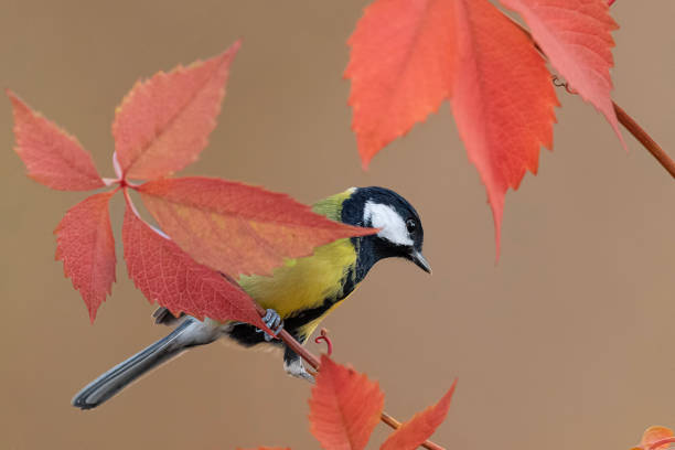 istock Among the autumn leaves, the Great tit (Parus major) 1811633681