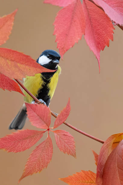 istock Among the autumn leaves, the Great tit (Parus major) 1811633700