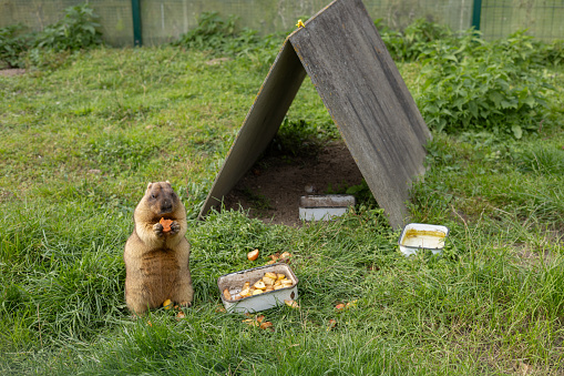 In the zoo's enclosure, a marmot sits and eats a carrot, holding it in its front paws. Close-up. A funny cute rodent marmot appetizingly eats carrots near his house. Marmot concept in the zoo.