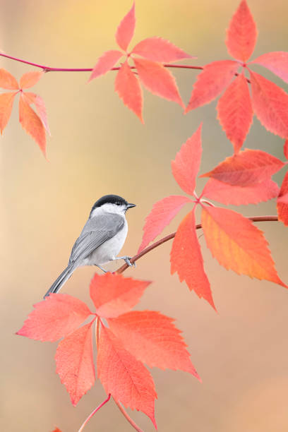 istock The willow tit perched  on creeper plant (Poecile montanus) 1811635301