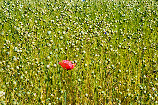 Red poppy on the green field stock photo