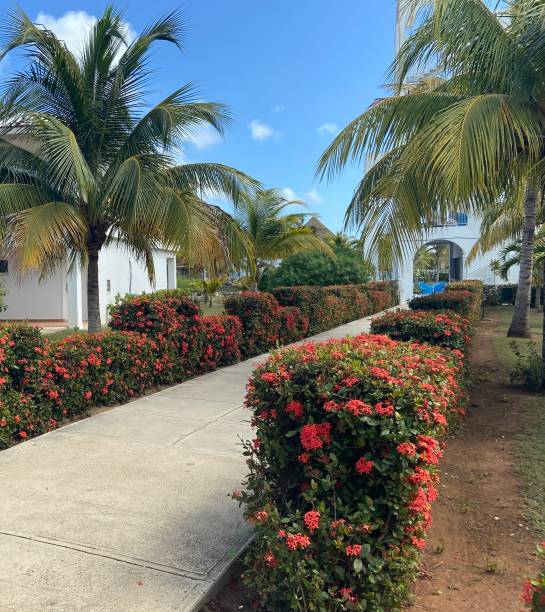 istock Tropical Shrub with Struiking red flowers 1811643053