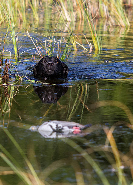 istock Labrador swimming towards duck 181164430