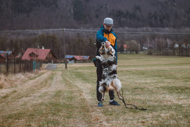 istock Young cynologist, a dog trainer trains a four-legged pet Australian Shepherd in basic commands using treats. Love between dog and human. Cuteness 1811646311