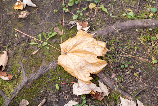 Dead fall leaf on the ground