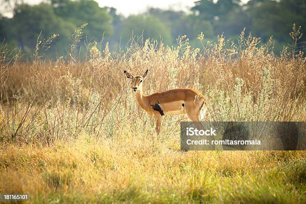 Impala Com Picaboi De Bico Vermelho - Fotografias de stock e mais imagens de Alimentar - Alimentar, Animal, Animal de Safari