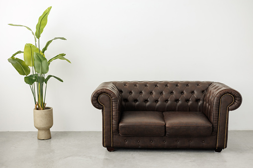 Classic quilted leather brown sofa and large houseplant strelitzia in pot at spacious room with white empty wall and concrete floor. Modern minimalist living room or studio interior in retro style