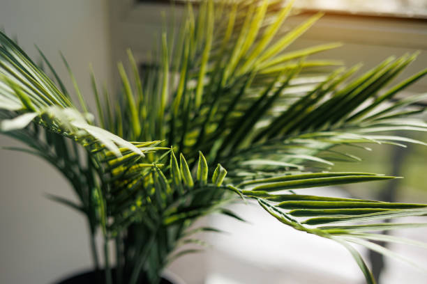 Close up fresh evergreen leaves of areca or kentia palm houseplant in pot by the window with sunlight in living room interior. Selective focus. Concept of home gardening. Close up fresh evergreen leaves of areca or kentia palm houseplant in pot by the window with sunlight in living room interior. Selective focus. Concept of home gardening areca stock pictures, royalty-free photos & images