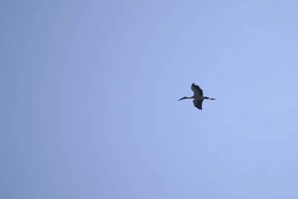 A long neck black bird is flying in the sky.