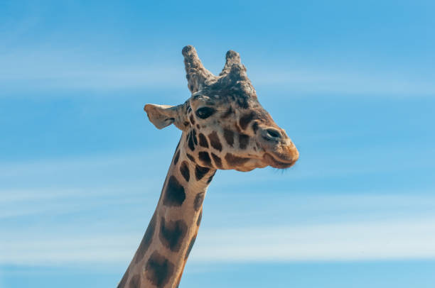 istock Head Of Gyraph Isolated On Blue Sky Background 1811655710