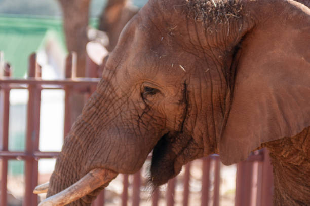 istock Old Female Elephant Alone Under The Sun Inside The Zoo 1811656062