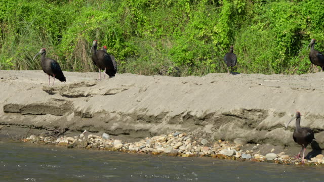 A bunch of red naped ibis on the bank of a river in the Chitwan National Park in Nepal.